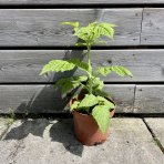 Malina žltá (Rubus idaeus) ´GOLDEN EVEREST´ - výška 20-30 cm, kont. C2L
